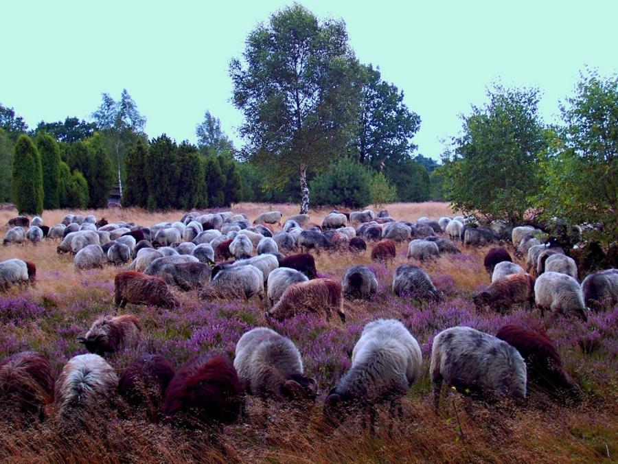 Landgasthof Heidetal Betzendorf Eksteriør bilde