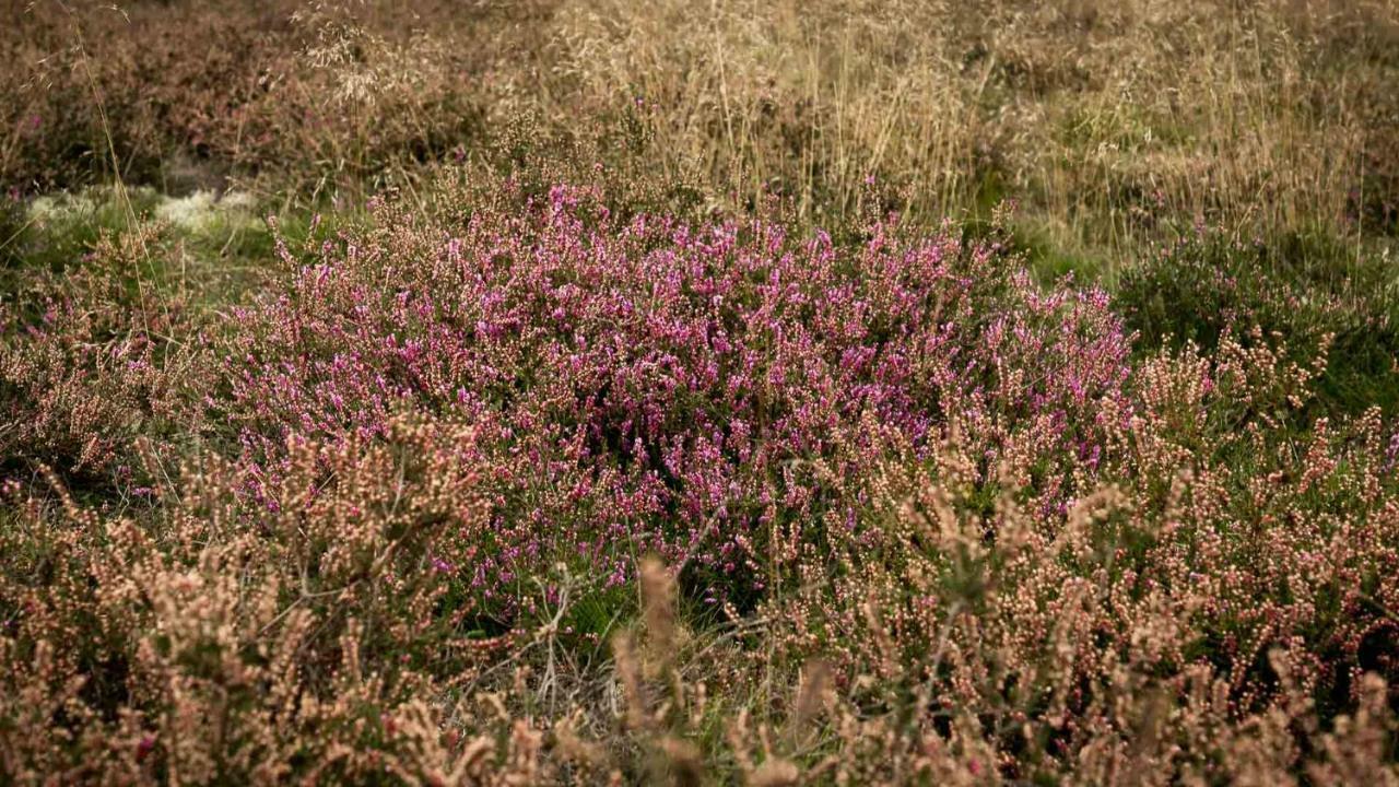 Landgasthof Heidetal Betzendorf Eksteriør bilde